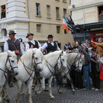 Les chevaux de Camargue