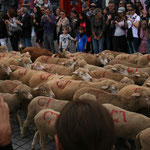 Des milliers de moutons défilent