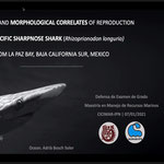 Examen de grado del M.C. Adria Bosch Soler con la disertación de su trabajo de tesis titulado "Endocrine and morphological correlates of reproducyion in the Pacific Sharpnose shark (Rhizoprionodon longurio) from La Paz Bay, B.C.S. México"