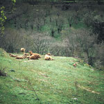 On the way to Calzada de Béjar