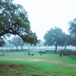Nature Park "Sierra Norte de Sevilla"