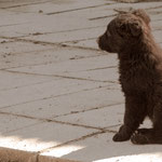 Attentive observer