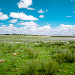 On the way to Villafranca de los Barros