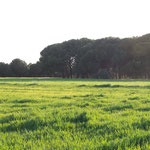 On the way to the cistercian monastery, Granja de Moreruela