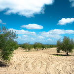 Olive grove on the way to Villafranca de los Barros