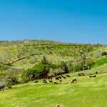 Towards Monesterio