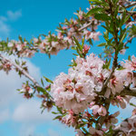Almond blossoms on the way to Villafranca de los Barros