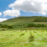 On the way to Alcuéscar