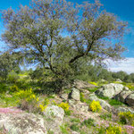 Leaving Proserpina