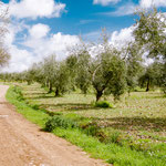 On the way to Villafranca de los Barros