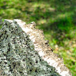 Tree bark of cork oaks