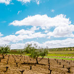 On the way to Villafranca de los Barros