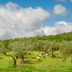 On the way to Alcuéscar