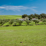 On the way to Fuente de Cantos