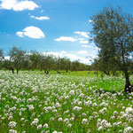 On the way to Villafranca de los Barros