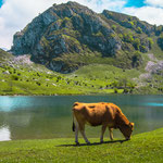 Lake Enol, Picos de Europa National Park