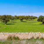 On the way to Aljucén