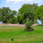 Spring time in Extremadura