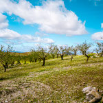 Almond grove on the way to Villafranca de los Barros