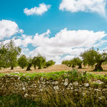 Olive trees on the way to Villafranca de los Barros