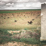 Milestone before Villanueva de Campeán