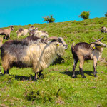 Picos de Europa National Park