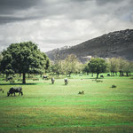 On the way to Valverde de Valdelacasa