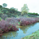 Nature Park "Sierra Norte de Sevilla"