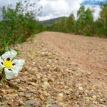 On the way to Alcuéscar
