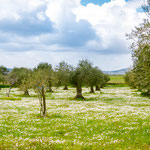 Towards Valdesalor