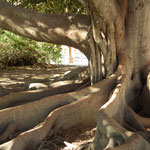 Old tree next to the main building of the university of Seville