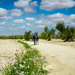 Olive grove on the way to Villafranca de los Barros
