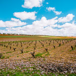 On the way to Villafranca de los Barros