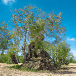 Old olive tree on the way to Villafranca de los Barros