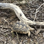 Leopardenschildkröte