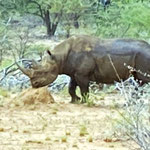 Breitmaulnashorn