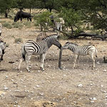 Freundliche Zebras