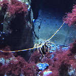 Ozeaneum Strahlsund 3