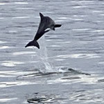 Sportlicher Delfin