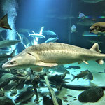 Ozeaneum Strahlsund 1