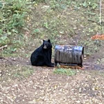 Schwarzbären in den Wäldern