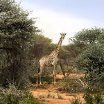 Erstaunte Giraffe