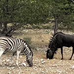 Zebra und Gnu