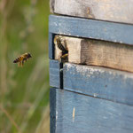 Unsere 2 Bienenschwärme in der Obstwiese werden gehegt und gepflegt...