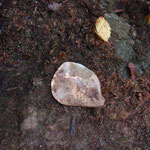Huître fossile (Ostrea escoussansis ?) trouvée dans le calcaire d'une des dolines de Restey