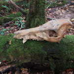 Squelette d'une tête de sanglier trouvé au bord d'une "clotte" de Restey