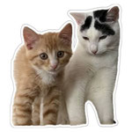 Unsere neuen Bewohner Simba und Louis sind eingetreten.