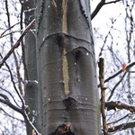 Der Hüter des Waldes  (Orginal -  49°10'16"N  8°59'51"O)