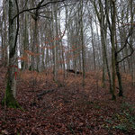 Drachenland