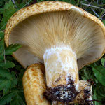 Lactarius scrobiculatus